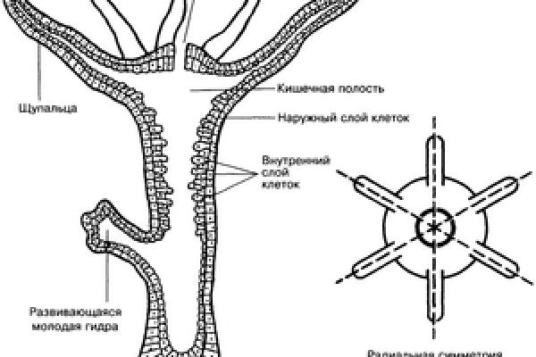 Замена hydra