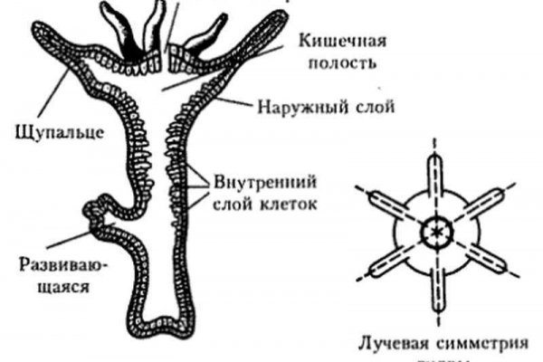 Как зарегистрироваться на кракене