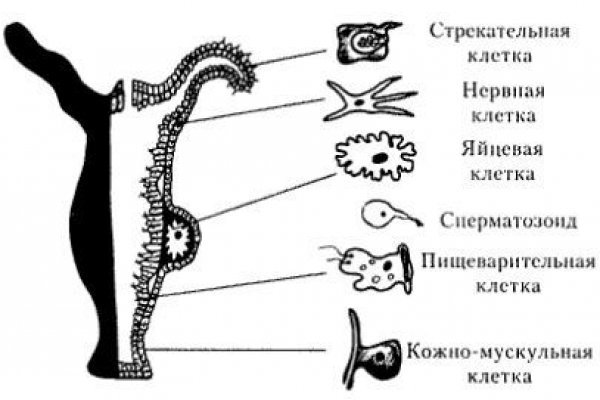 Рабочий кракен